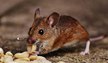 24 Hour & Emergency Exterminators in Cochranville, PA